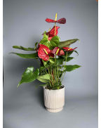 Антуріум червоний s-l