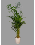 Пальма дипсис (арека) 2м