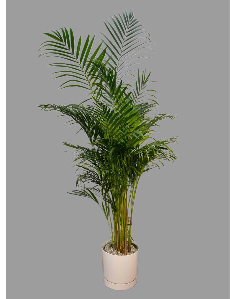 Пальма дипсис (арека) 2м