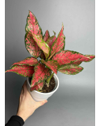 Аглаонема Черри