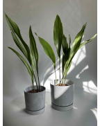 Аспідістра