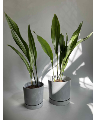 Аспідістра