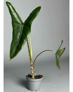  Алоказия Зебрина 20-90см