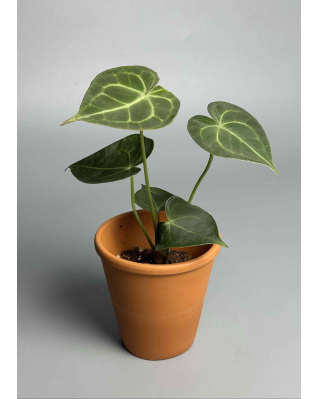 Антуріум кларінервіум 