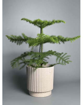 Тропическая елка Араукария m-l