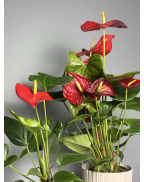 Антуріум червоний s-l