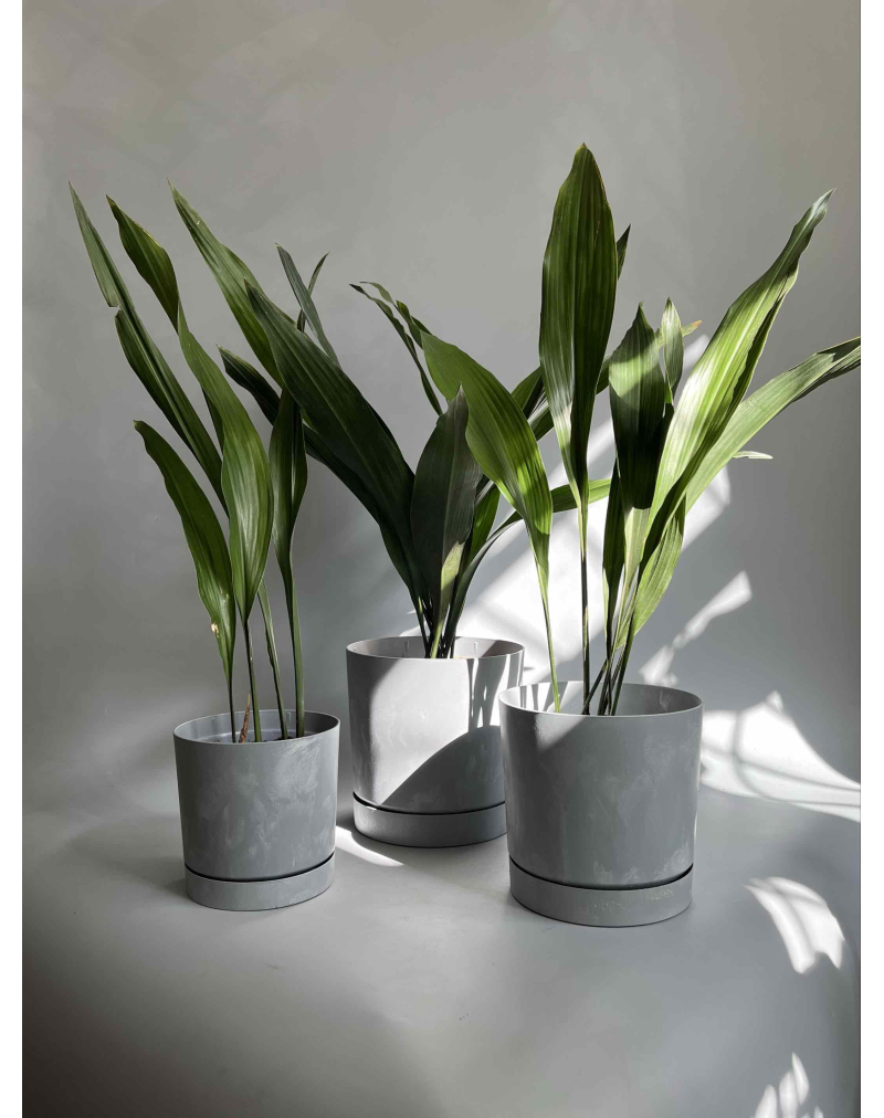 Аспідістра