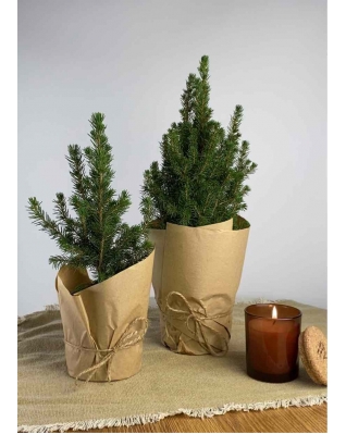 Ёлка в горшке xs-l