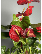 Антуріум червоний s-l