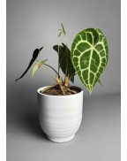 Антуріум кларінервіум xs-s