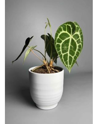 Антуріум кларінервіум xs-s