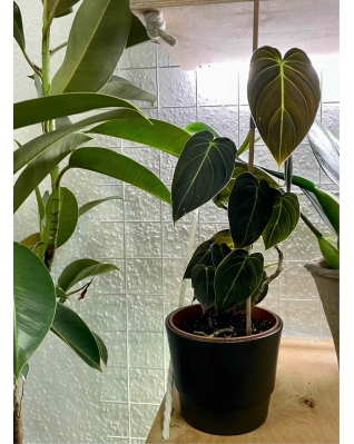 Philodendron scandens micans 