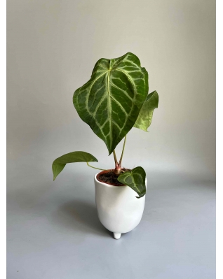 Антуріум Магніфікум Антуріум Магніфікум