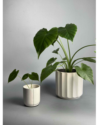 Алоказія Гагеана xs-m