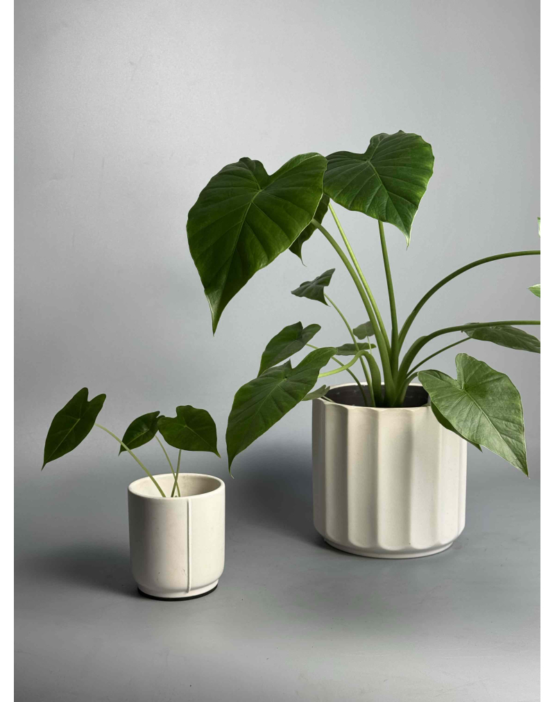 Алоказия Гагеана xs-m