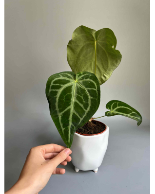 Антуріум Магніфікум