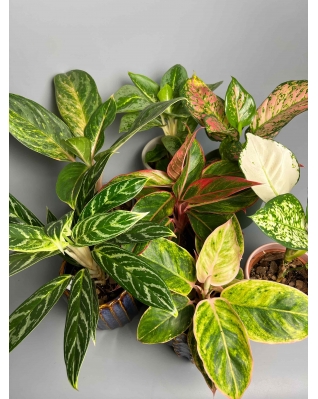 Аглаонема рожева мікс (Crete, Pink Dalmatain, Yellow)