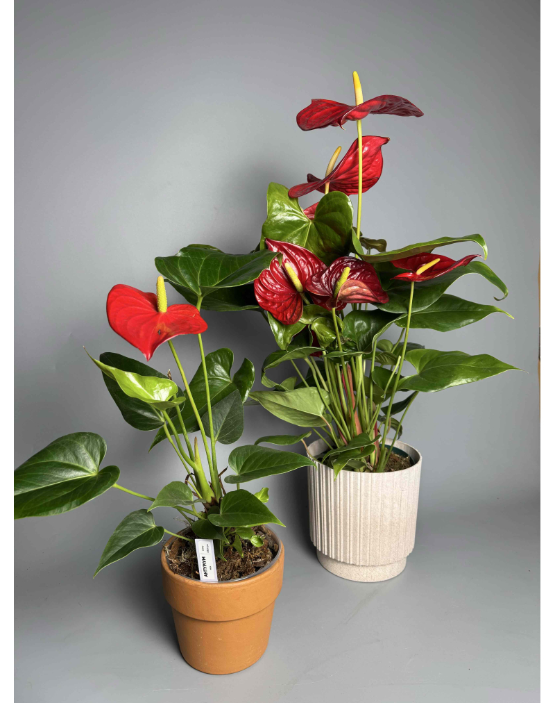 Антуріум червоний s-l