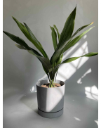 Аспідістра