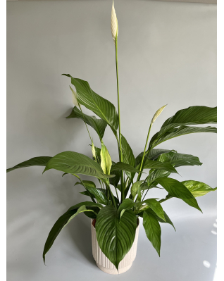 Спатифіллум S-XL