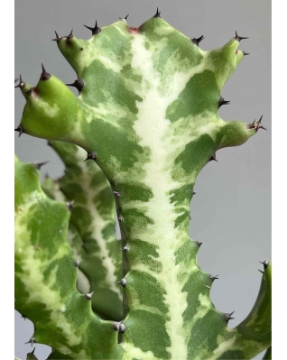 Эуфорбия Лактея