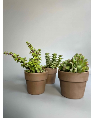 Крассула микс