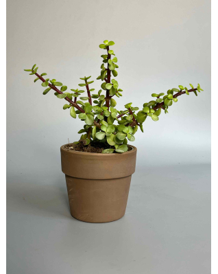 Крассула микс