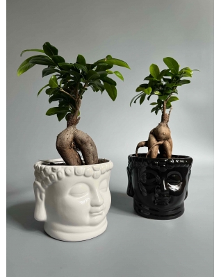 Бонсай Фікус Гінсенг xs-m