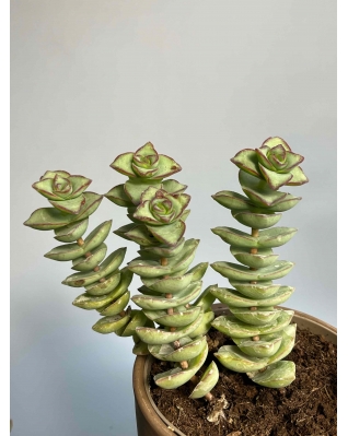 Крассула микс