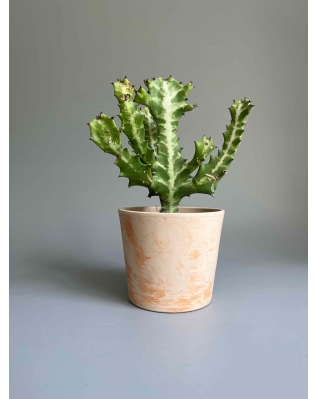 Эуфорбия Лактея