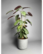 Ктенанта Green Flag