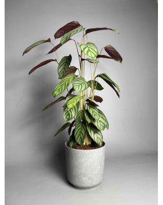 Ктенанта Green Flag