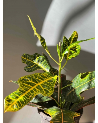 Кротон Петра 65см Кротон Петра 65см