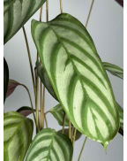 Ктенанта Green Flag