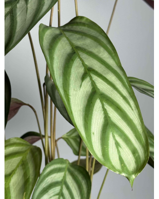 Ктенанта Грин Флег