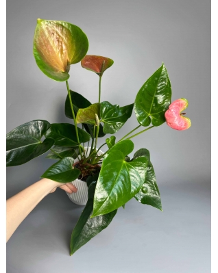 Антуріум мікс Антуріум мікс