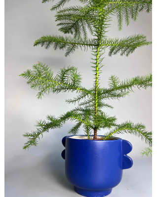 Тропічна ялинка Араукарія 100см
