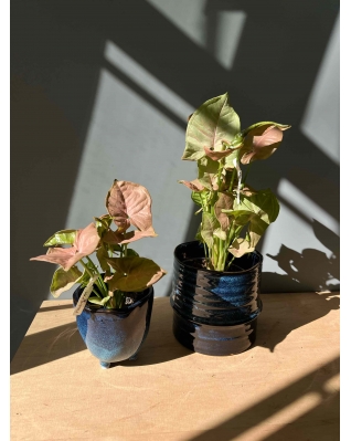 Сингоніум рожевий (neon pink) s-m Сингоніум рожевий (neon pink) s-m