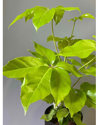 Шеффлера Амате Голд Шеффлера Амате Голд