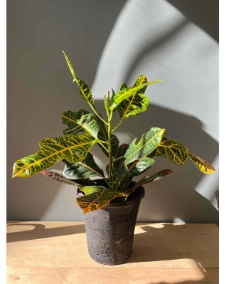 Кротон Петра 65см Кротон Петра 65см