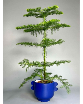 Тропічна ялинка Араукарія 100см