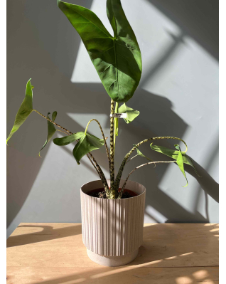  Алоказия Зебрина 20-90см