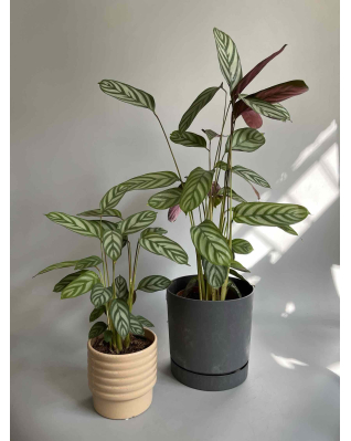 Ктенанта Green Flag 90 см