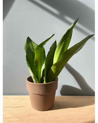 Набір "Джунглі для убраніста" Ізі