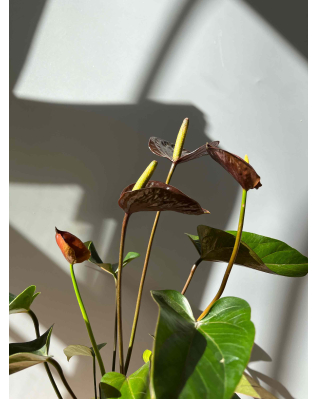 Антуриум черный