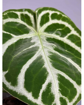 Антуріум Магніфікум Антуріум Магніфікум