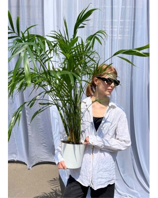 Пальма Хамедорея 90см