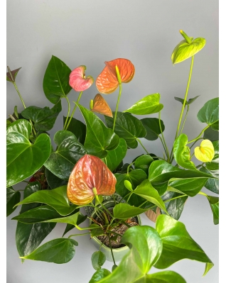 Антуріум мікс Антуріум мікс