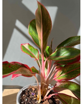 Аглаонема Крит