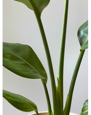 Стрелиция Регина S